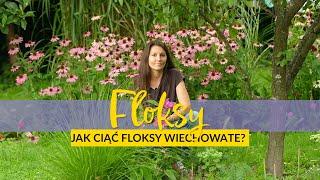  Floksy. Jak ciąć  ️ floksy wiechowate? Jak przedłużyć kwitnienie floksów?