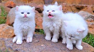 Mother cat who said goodbye to the kittens