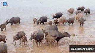  THAILEX VDO The Wild Buffaloes of Thailand's Southern Wetlands