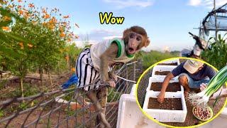 Bibi climbed the fence to see how his father grew onions?