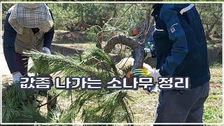 [정원관리]값좀 나가는 소나무  안전한 관리를 위한 정리작업 Cleanup work for the safe management of the expensive pine trees.