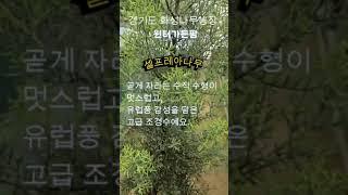 셀프레아 추천 심는 장소는? #엘사트리 #크리스마스트리 #고급정원수 #썰프레아 #셀프레아묘목  #화성나무농장 #윈터가든팜