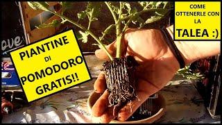  Come OTTENERE piantine di POMODORO GRATIS con la TALEA  | Tutorial Agricoltura