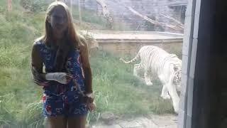 UNBELIEVABLE Moment | Hungry White Tiger Ambush and Attack due to the Blood Smell | Sad Ending 