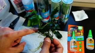 Super gluing aquarium plants Part 1: Prepping