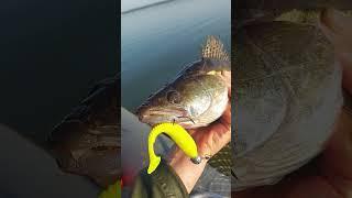 Селец . судак клюёт,  окунь клюёт,  лещ клюёт.  #fishing #беларусь #рыбалка