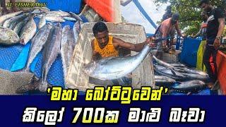 Stunning 700kg Catch of Fish Unloaded From Boat I SL Fisherman