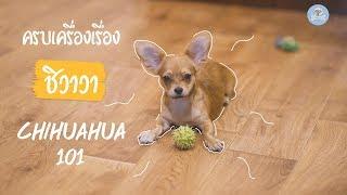 ชิวาวา ครบเครื่องเรื่องชิวาวา 101 Chihuahua 101 | SudPad-Dog