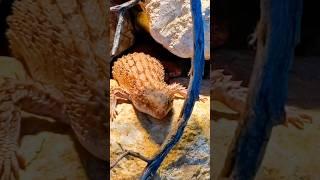 Look HOW CUTE this Spiny-tailed Skink!! #shorts #desertdome #omaha #skink #eastern #pilbara #animal