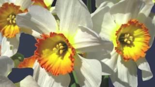 Preview | Watercolor Painting Demo: Daffodil with Birgit O'Connor