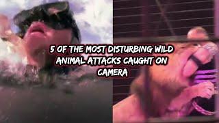 5 Of The Most Disturbing Wild Animals Attacks Caught On Camera