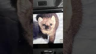 Pine Marten at night  #wildlife #yellowstone #animals