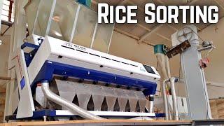 Rice Sorting | Improving Rice Quality With Sorting Machine