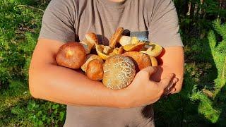 FOR PORCINI MUSHROOMS! Moscow Mushroom Picker Shows His Mushroom Places!