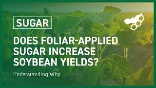 Does foliar-applied sugar increase soybean yields?