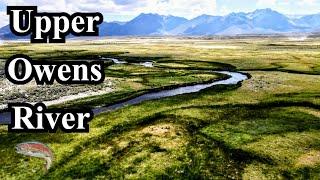 45 Minutes To Find Fish | Upper Owens River Near Mammoth Lakes, California (trout fishing)