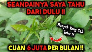 CEPAT TANAM INI ‼️ PANEN CUAN TIAP HARI DI LAHAN SEMPIT ‼️