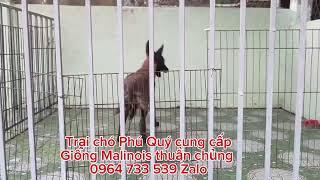 Trại Chó Phú Quý / Lên đàn Becgie Bỉ Cái thuần chủng