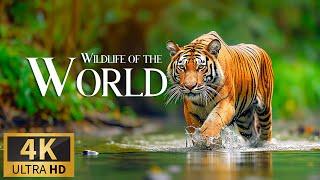 Animals of the World  Discovery Relaxation Wonderful Wildlife Movie with RELAXING Piano Music