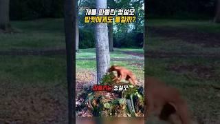 개를 따돌린 청설모, 밥캣에게도 통할까?