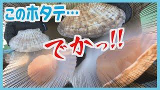 ”日本一”大きなホタテ！　記者の顔が隠れるほどの超特大サイズ　別海町の海が育んだ”宝石”の秘密に宮永キャスターも舌鼓