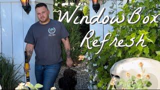 Plant Shopping, Window Box Refresh & Planting Out A Tree || Visit Our Garden