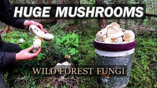 Huge Wild Pine Mushrooms from the Rainforest (2022 Pines Episode 6 Finale)