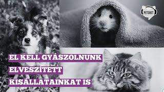 El kell gyászolnunk elveszített kisállatainkat is