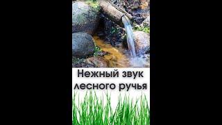 Звуки природы. Нежный звук лесного ручья. Журчание воды. Для Релакса  #Shorts