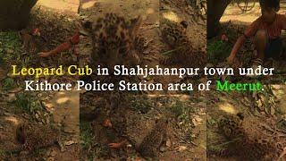 Leopard Cub in Shahjahanpur town under Kithore Police Station area of Meerut | Uttar Pradesh | India