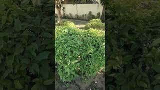 Patali kamriya #shorts #desivlog #gardenvlog