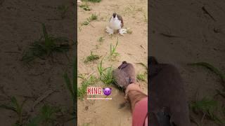 Kabuter/ki/videos️#kabootar #pigeon #fancypigeon #fancypigeon #bird #whitepigeon #pigeonlove #
