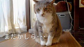 朝ごはんを待つ猫の所作 | #モアクリ Vlog013