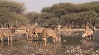 Kudus & Oryx - Sunday Pan Waterhole