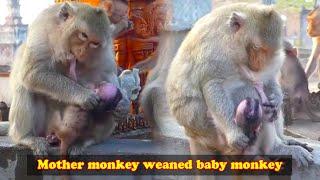 The mother monkey beat her newborn baby so harshly that the baby monkey's urine flowed out