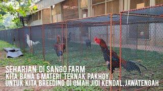 6  MATERI TERNAK PAKHOY SANGO FARM, AKAN KITA BREEDING DI OMAH JIDI, KENDAL, JAWA TENGAH #omahjidi