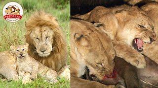 【ド迫力】30頭のライオン大家族の狩りと食事に密着！そこへ謎のオスライオンが侵入してきた…！【どうぶつ奇想天外／WAKUWAKU】