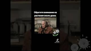 Растения возле дома