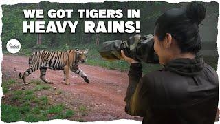 We got tigers in heavy rains | Kuwani Ki Kahani | Actress Sadaa In Wild | Sadaa Wild Stories