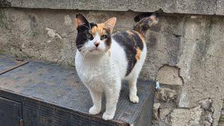 Very cute, kind and friendly hungry calico street cat.