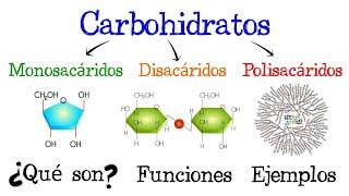  Carbohidratos  ¿Qué son?  Funciones  EJEMPLOS  [Fácil y Rápido] | BIOLOGÍA |