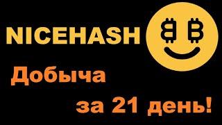 МАЙНИНГ НА NICEHASH С ДВУХ ВИДЕОКАРТ ЗА 21 ДЕНЬ!