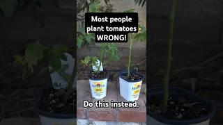 The 2 Best ways to Transplant Tomatoes. #garden #backyardgardening #vegetablegarden