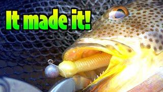 [ECOGEAR GRASS MINNOW] Fish on! *BIG* Spotted Bay Bass