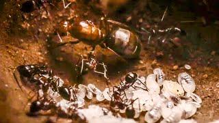 Best Of Ants | BBC Earth