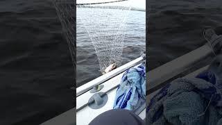 #shorts #рыбалка #fishing #рыба #fish  #природа #nature #отдых #путешествия #rest #Siberia #влог