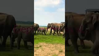 #lovelyfamily️#elephant #wildlife