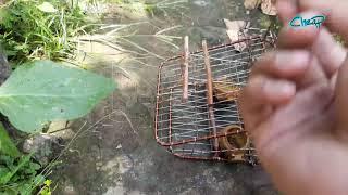 sangkar jebak burung stainless #3