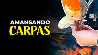 Dicas para AMANSAR suas carpas!