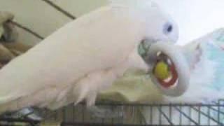 Xiao Feng (Little Wind) the Ducorp Cockatoo